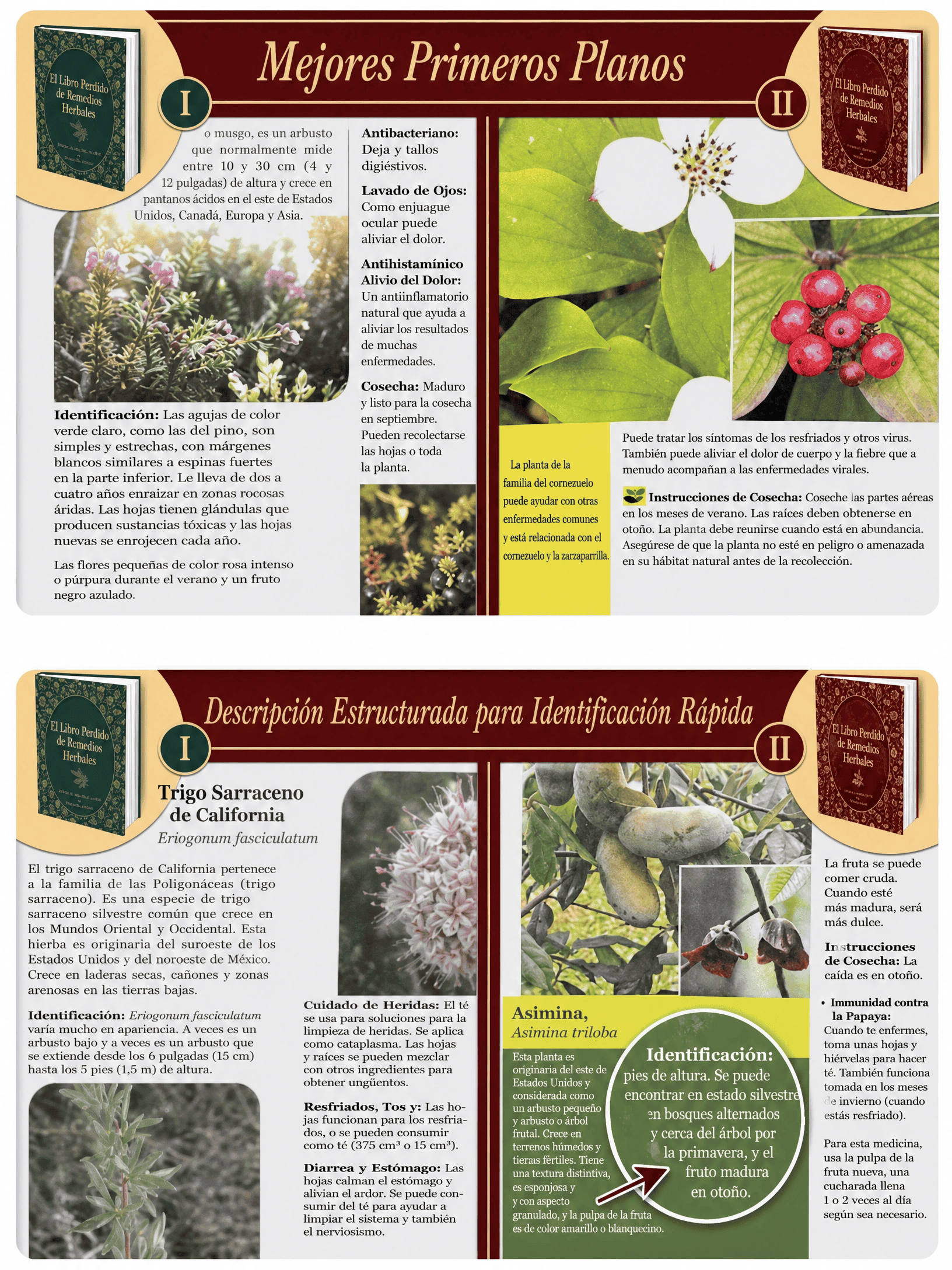 imagem_remedias_espanhol (1) (1)